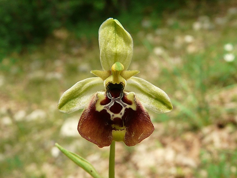 Ibrido: Ophrys fuciflora x O. lacaitae